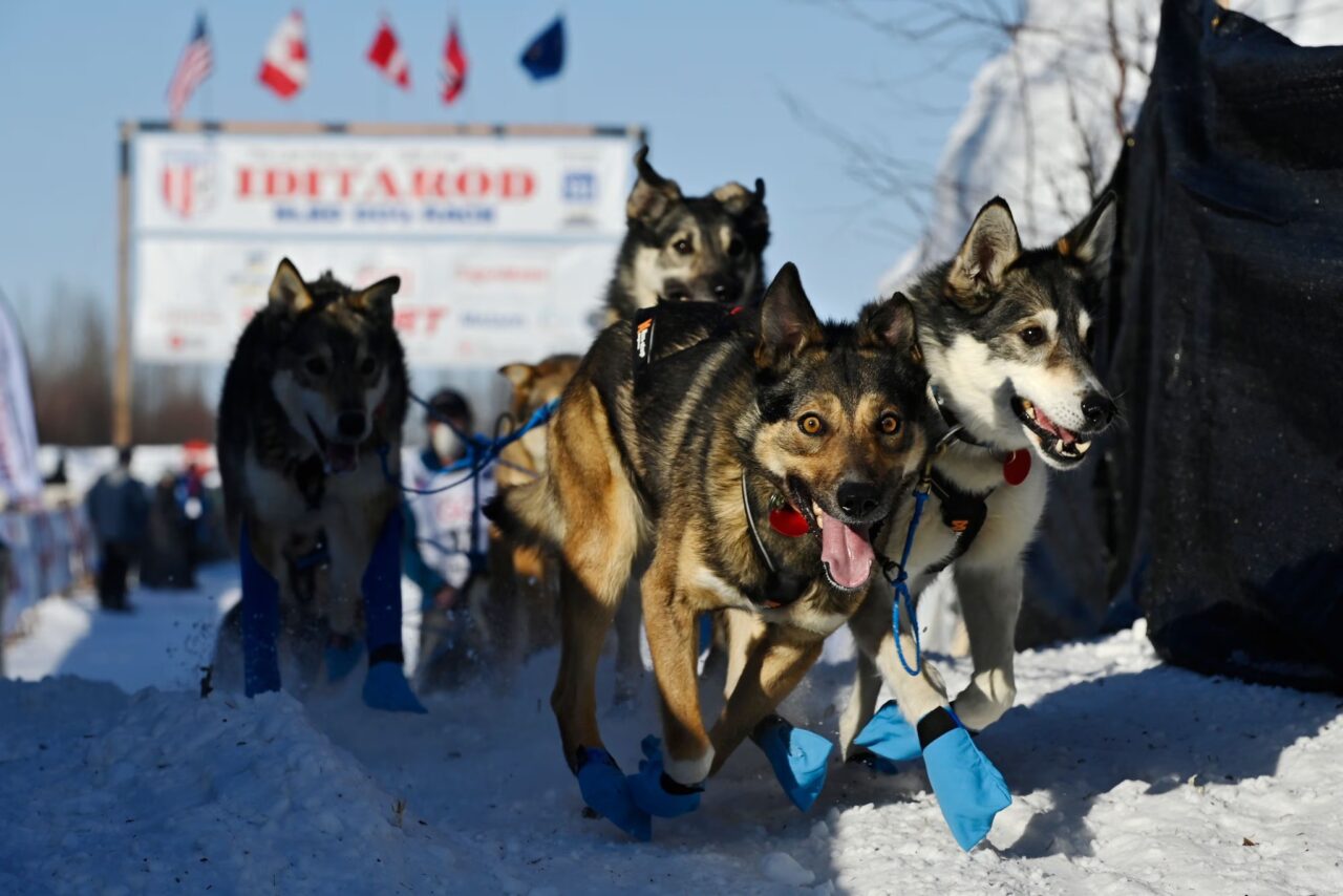 2025 Iditarod Ceremonial Start: A Massive Crowd Celebrates In Anchorage 2025 Iditarod Ceremonial Start: A Massive Crowd Celebrates In Anchorage