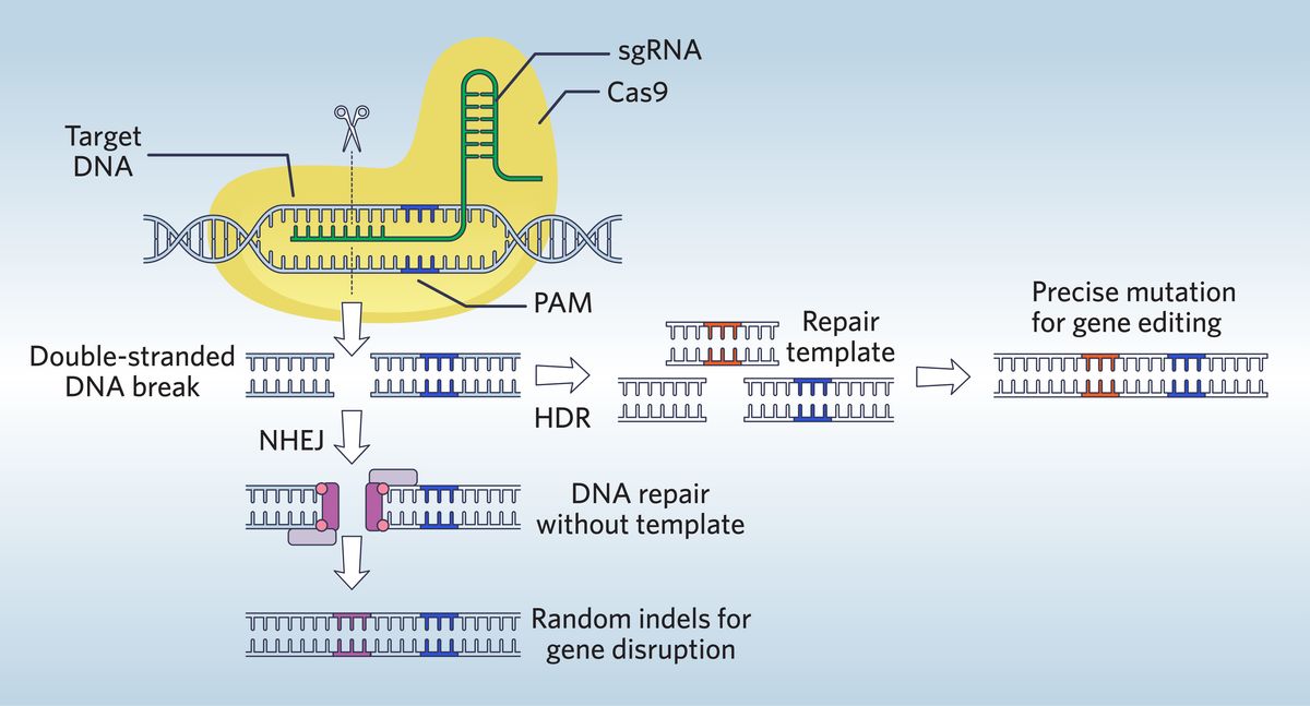 Advanced CRISPR Technology: Achieving Greater Precision In Gene Modification Advanced CRISPR Technology: Achieving Greater Precision In Gene Modification