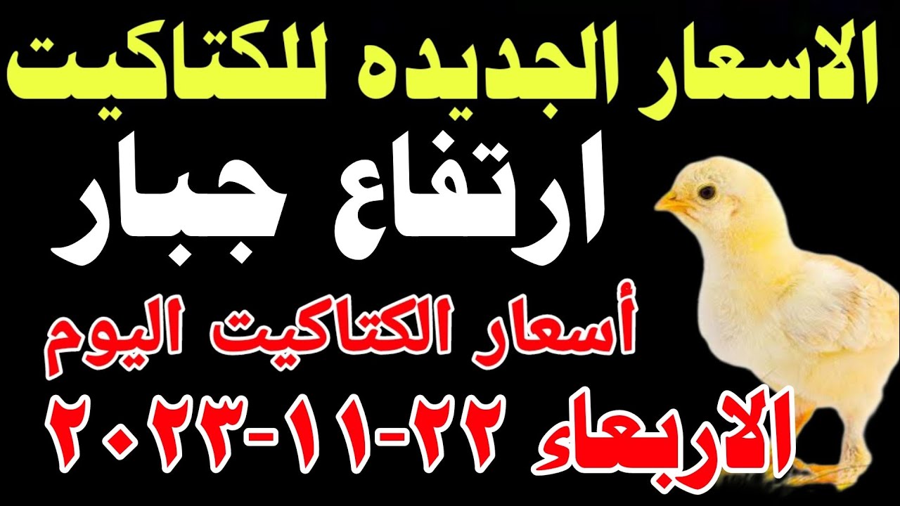 آخر تحديث لأسعار الكتاكيت في مصر اليوم الاثنين 14-4-2025 آخر تحديث لأسعار الكتاكيت في مصر اليوم الاثنين 14-4-2025