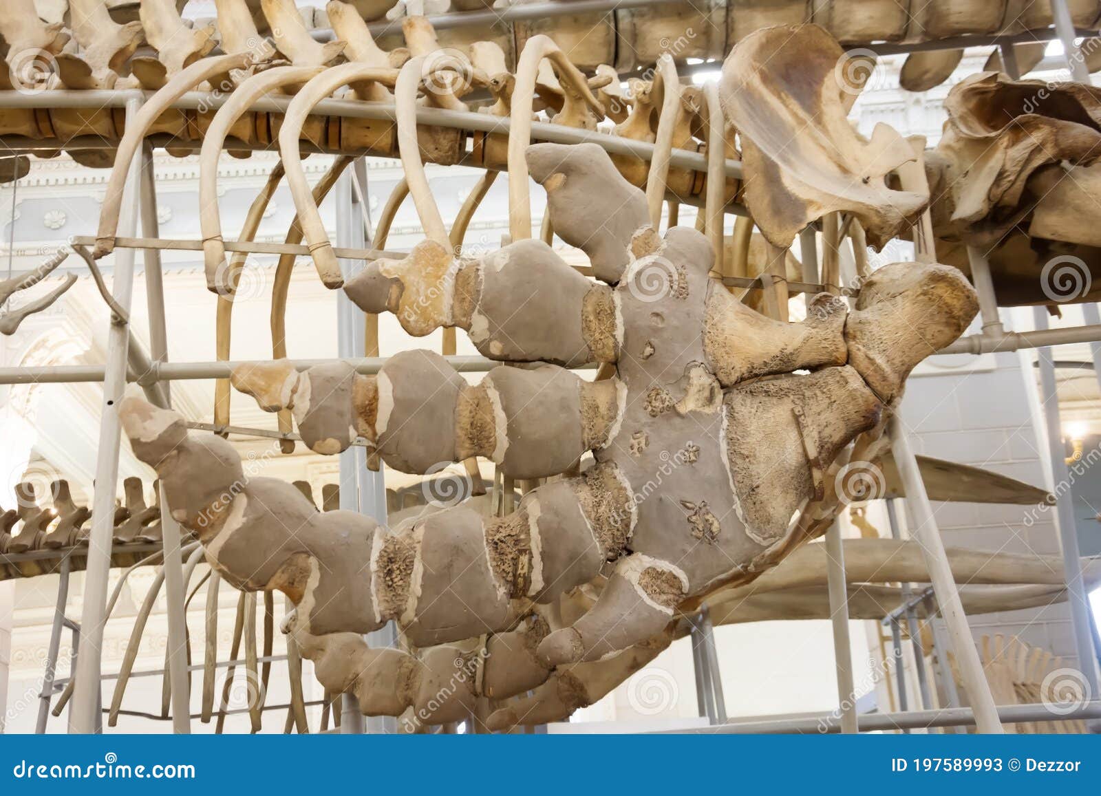 Anchorage Fin Whale Skeleton Recovery Delayed: Impact Of Warming Weather And Mud Anchorage Fin Whale Skeleton Recovery Delayed: Impact Of Warming Weather And Mud
