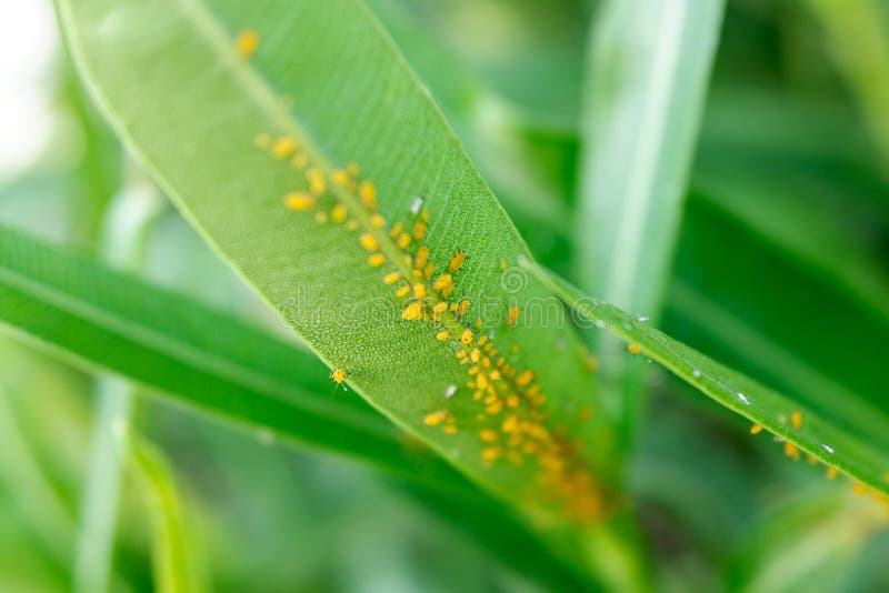 Apple Growers Face Challenges: Rosy Apple Aphid Infestation And Harvest Reduction Apple Growers Face Challenges: Rosy Apple Aphid Infestation And Harvest Reduction