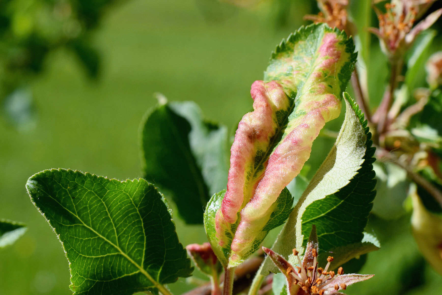 Apple Harvest Forecast: Significant Reduction Predicted Due To Rosy Apple Aphid Apple Harvest Forecast: Significant Reduction Predicted Due To Rosy Apple Aphid