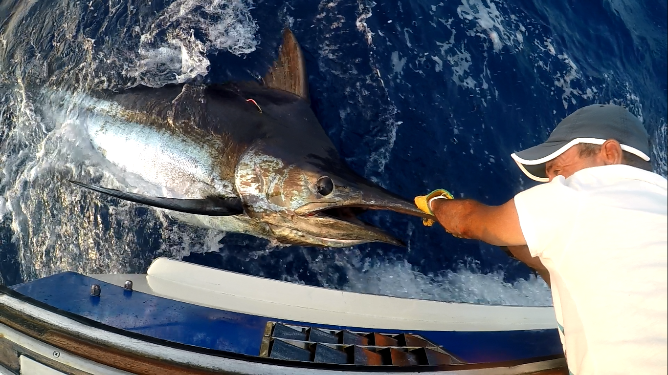 Are Torpedo Bats Improving Marlin Fishing Success Rates?