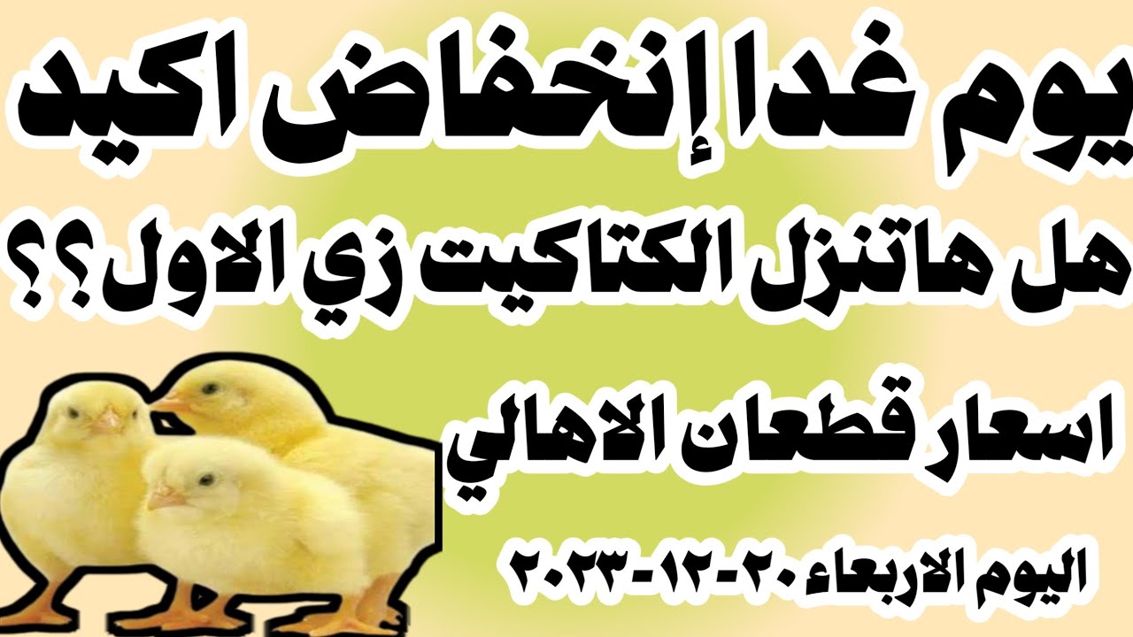أسعار الكتاكيت اليوم في مصر (14/4/2025): تقرير مفصل أسعار الكتاكيت اليوم في مصر (14/4/2025): تقرير مفصل