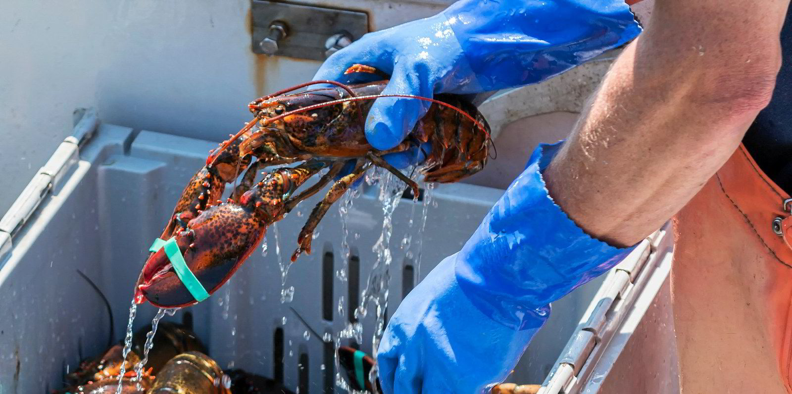 Atlantic Canada Lobster Industry Faces Crisis: Low Prices And Global Economic Headwinds Atlantic Canada Lobster Industry Faces Crisis: Low Prices And Global Economic Headwinds