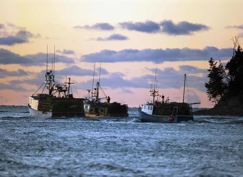 Atlantic Canada's Lobster Fishers Struggle Amidst Price Slump And Global Uncertainty Atlantic Canada's Lobster Fishers Struggle Amidst Price Slump And Global Uncertainty