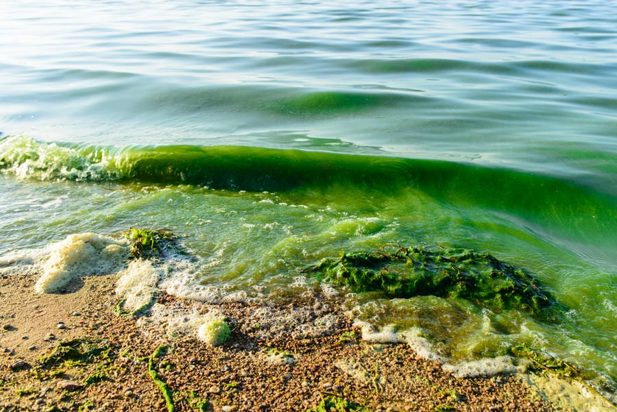 California Coast Algae Bloom: Threats To Marine Ecosystems California Coast Algae Bloom: Threats To Marine Ecosystems