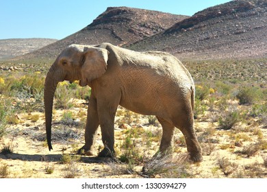Cape Town Elephant Seal Disrupts Traffic In Suburban Area Cape Town Elephant Seal Disrupts Traffic In Suburban Area