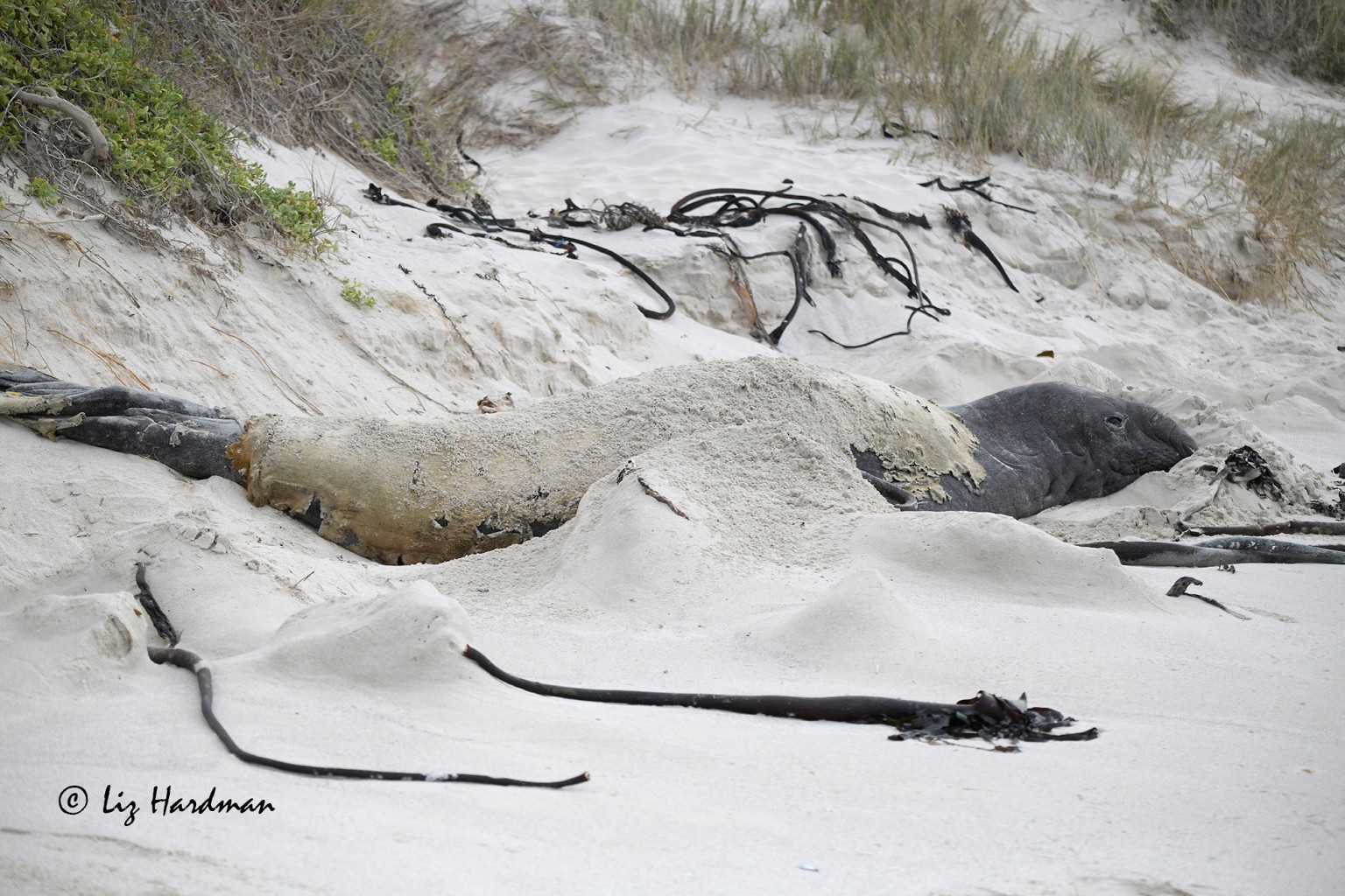 Cape Town Suburb Encounters Uncommon Visitor: An Elephant Seal Cape Town Suburb Encounters Uncommon Visitor: An Elephant Seal