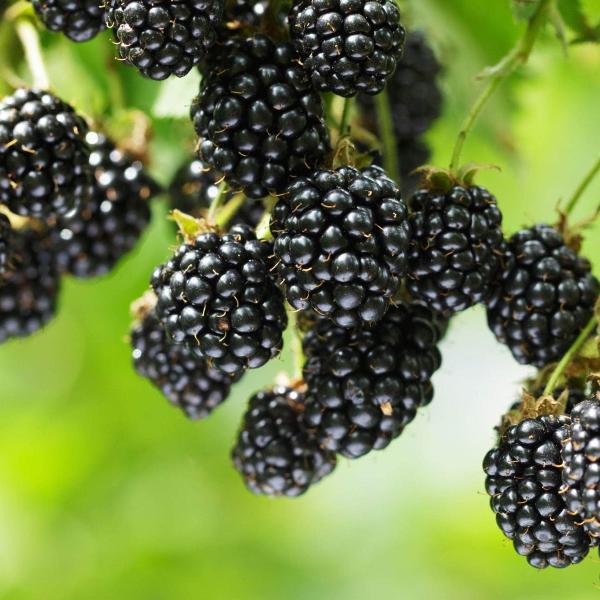 Cassis Blackcurrant: A Comprehensive Guide To This Exquisite Berry Cassis Blackcurrant: A Comprehensive Guide To This Exquisite Berry