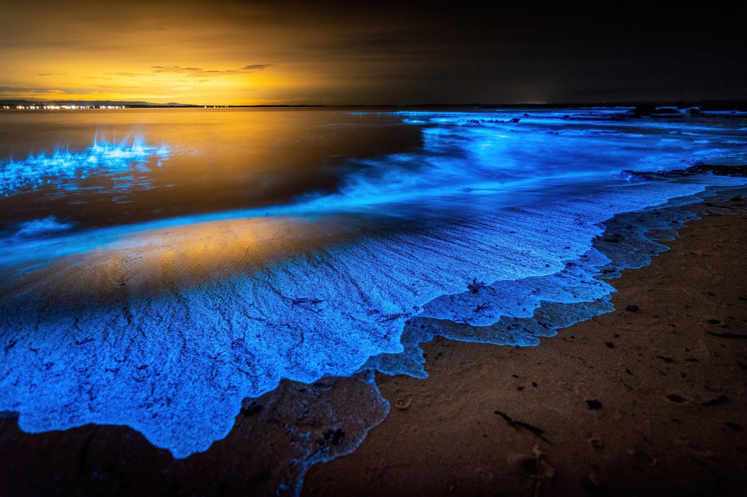Catch Bioluminescent Waves: Best SoCal Beaches In Spring And Fall Catch Bioluminescent Waves: Best SoCal Beaches In Spring And Fall