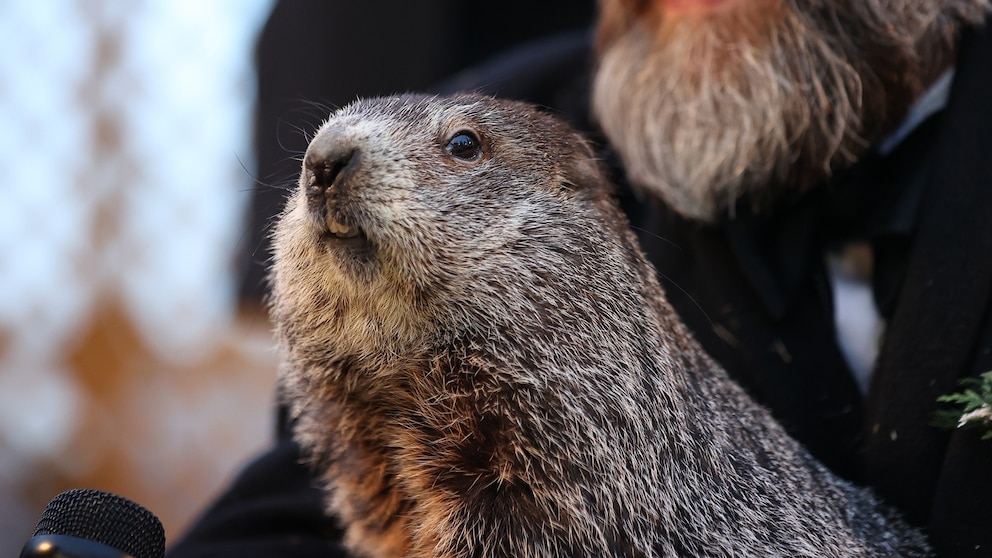 Celebrating A Milestone: Punxsutawney Phil's Child Turns One Celebrating A Milestone: Punxsutawney Phil's Child Turns One