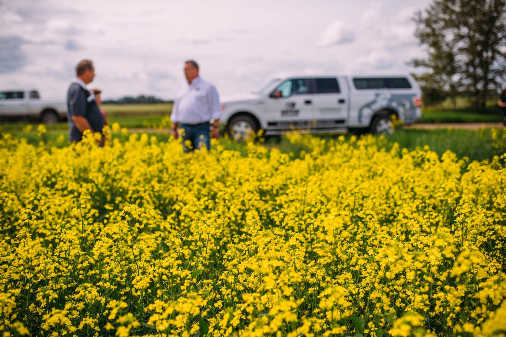 China's Canola Imports: A Diversification Strategy China's Canola Imports: A Diversification Strategy