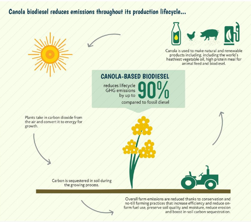 China's Canola Supply Diversification: A Response To Canada Tensions China's Canola Supply Diversification: A Response To Canada Tensions