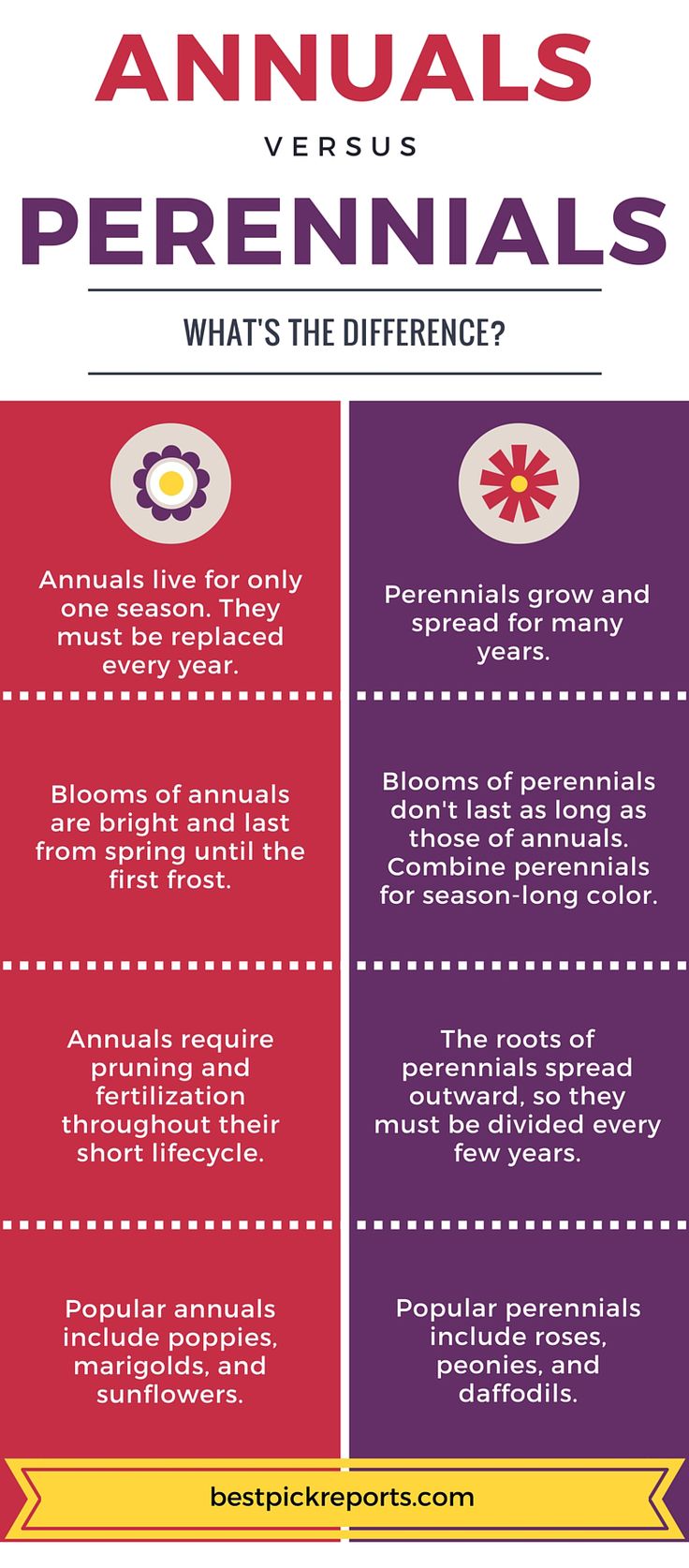 Choosing Between Annuals And Perennials: A Practical Guide For Gardeners Choosing Between Annuals And Perennials: A Practical Guide For Gardeners