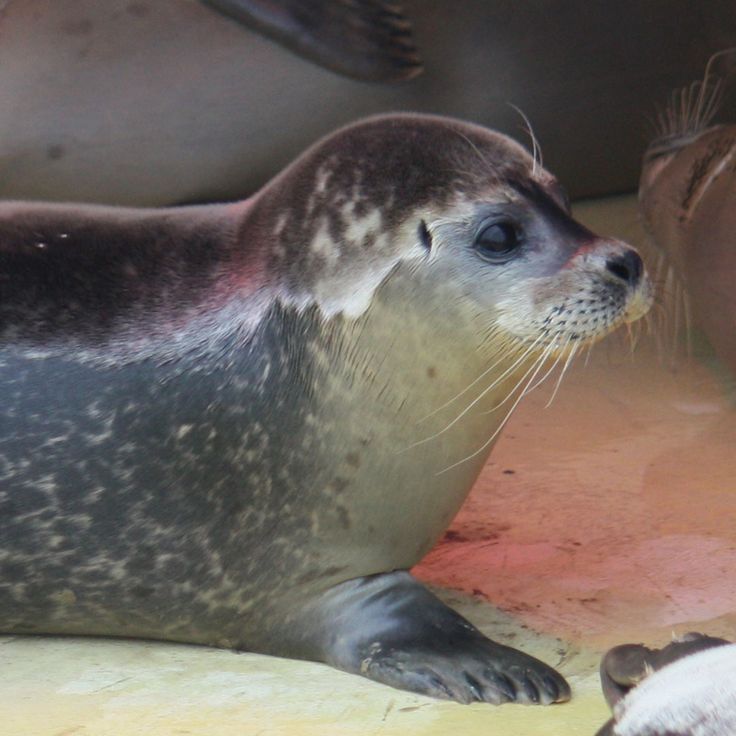 Closure Of Pieterburen Seal Rescue Center: 50 Years Of Service Concludes Closure Of Pieterburen Seal Rescue Center: 50 Years Of Service Concludes