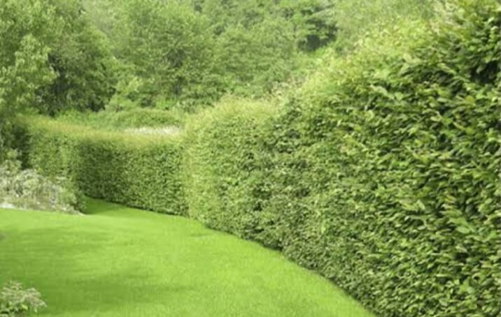 Construcción De Cercas Vivas: Plantas, Planificación Y Mantenimiento