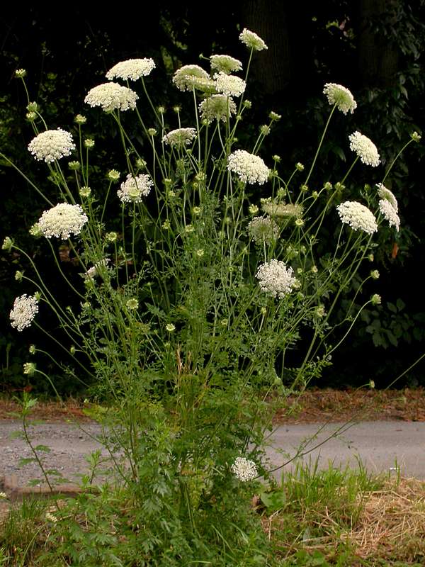 Country Diary: A Wild Carrot Relative – Identification And Recipes