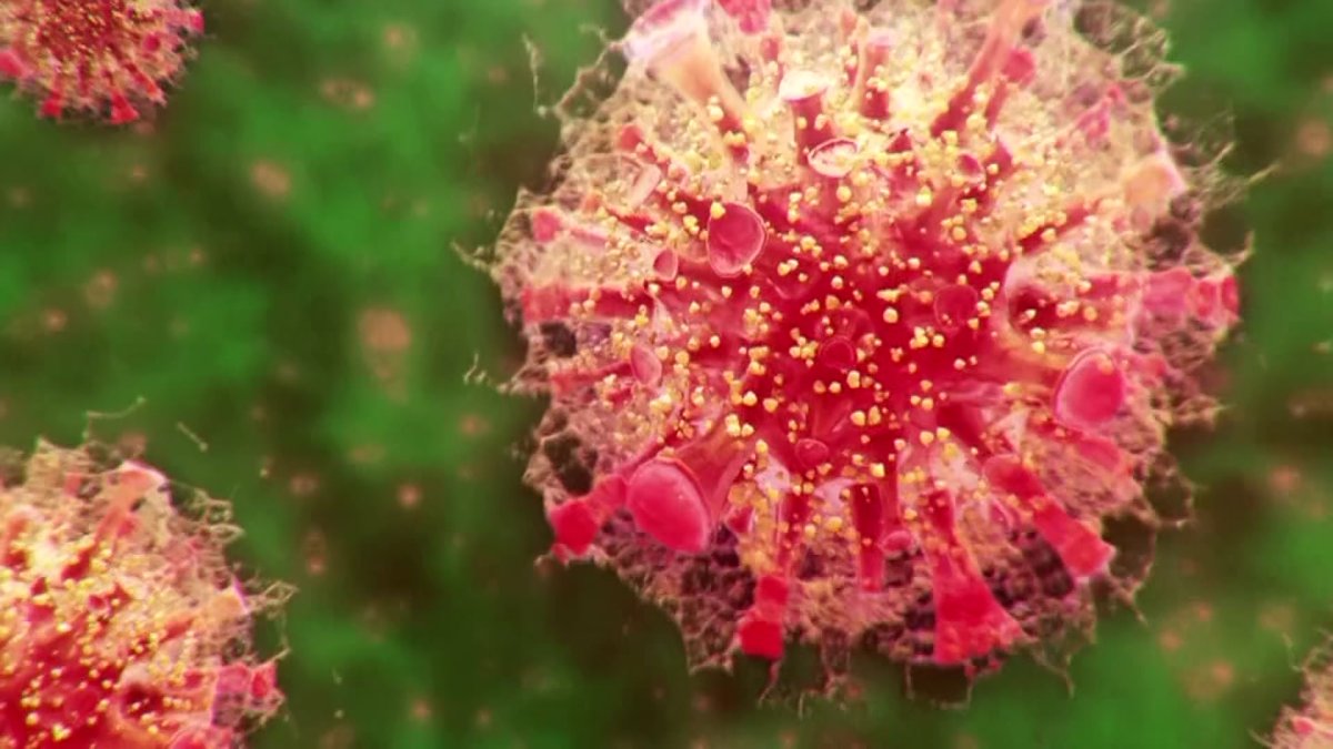 COVID-19 Case Rise Attributed To New Variant, According To WHO COVID-19 Case Rise Attributed To New Variant, According To WHO