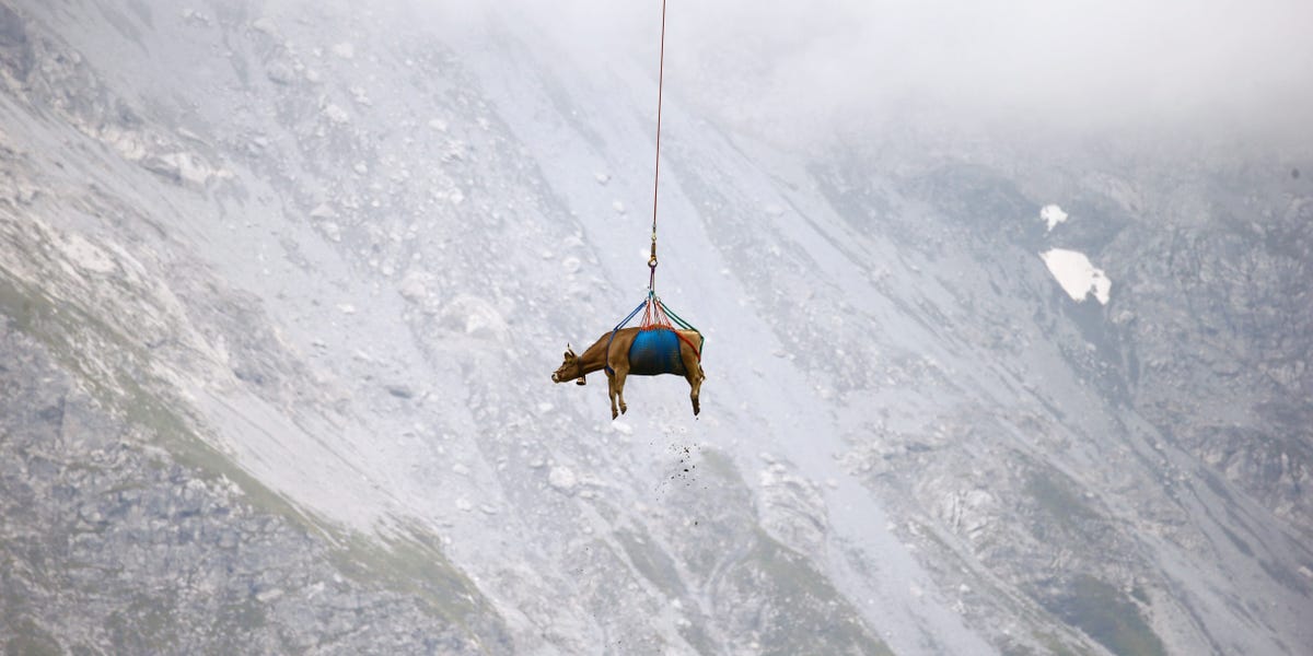 Cows Airlifted: 96 Animals Removed From Swiss Village Cows Airlifted: 96 Animals Removed From Swiss Village
