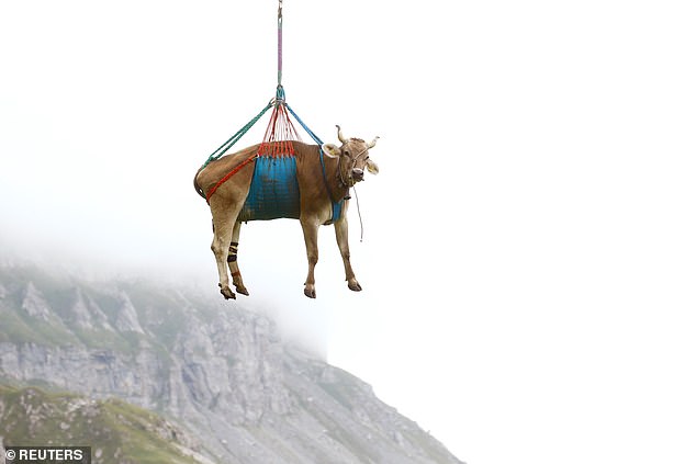 Cows Airlifted From Swiss Village: A Unique Rescue Operation Cows Airlifted From Swiss Village: A Unique Rescue Operation