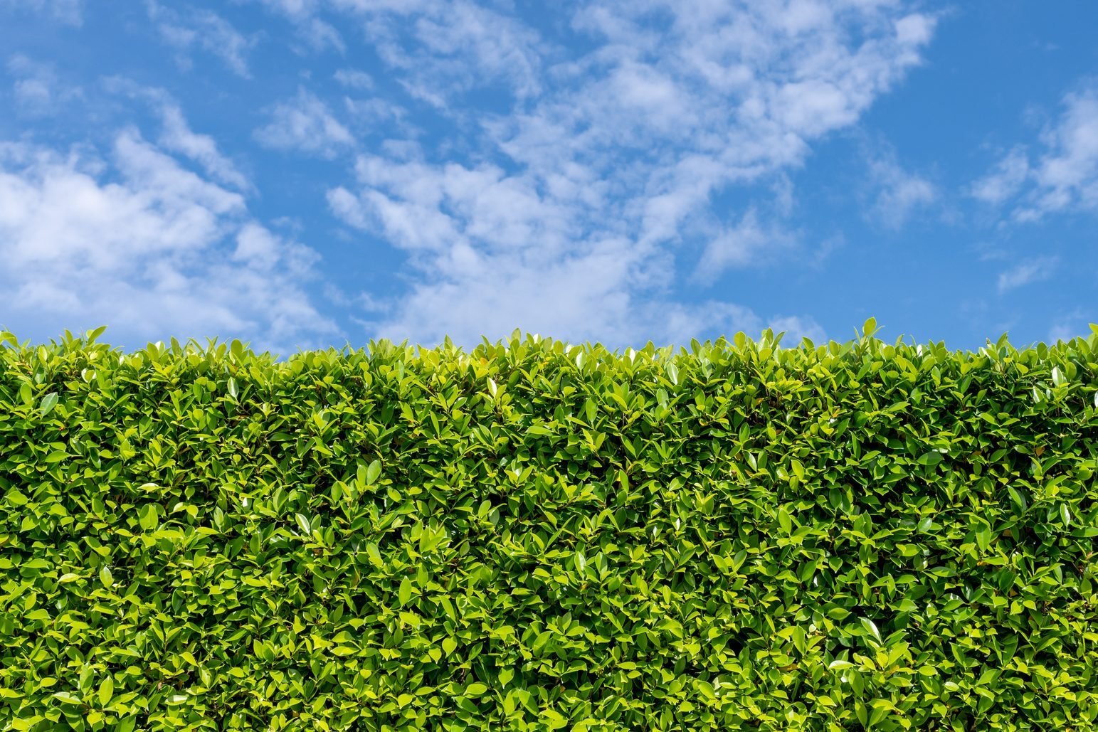 Create A Beautiful & Functional Living Fence: Your Guide Create A Beautiful & Functional Living Fence: Your Guide