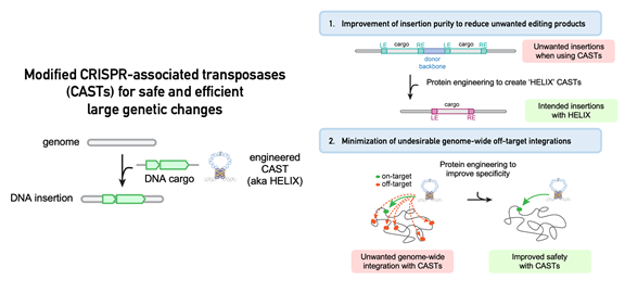 CRISPR Gene Editing: Inserting Entire Genes Into Human DNA CRISPR Gene Editing: Inserting Entire Genes Into Human DNA