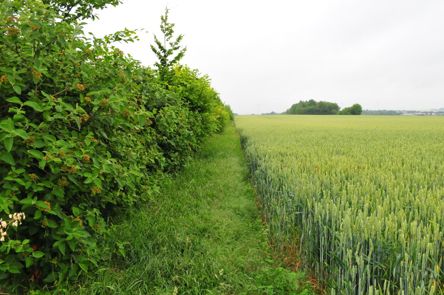 Dijon : 2500 M² Dédiés À La Plantation De Vignes Aux Valendons Dijon : 2500 M² Dédiés À La Plantation De Vignes Aux Valendons