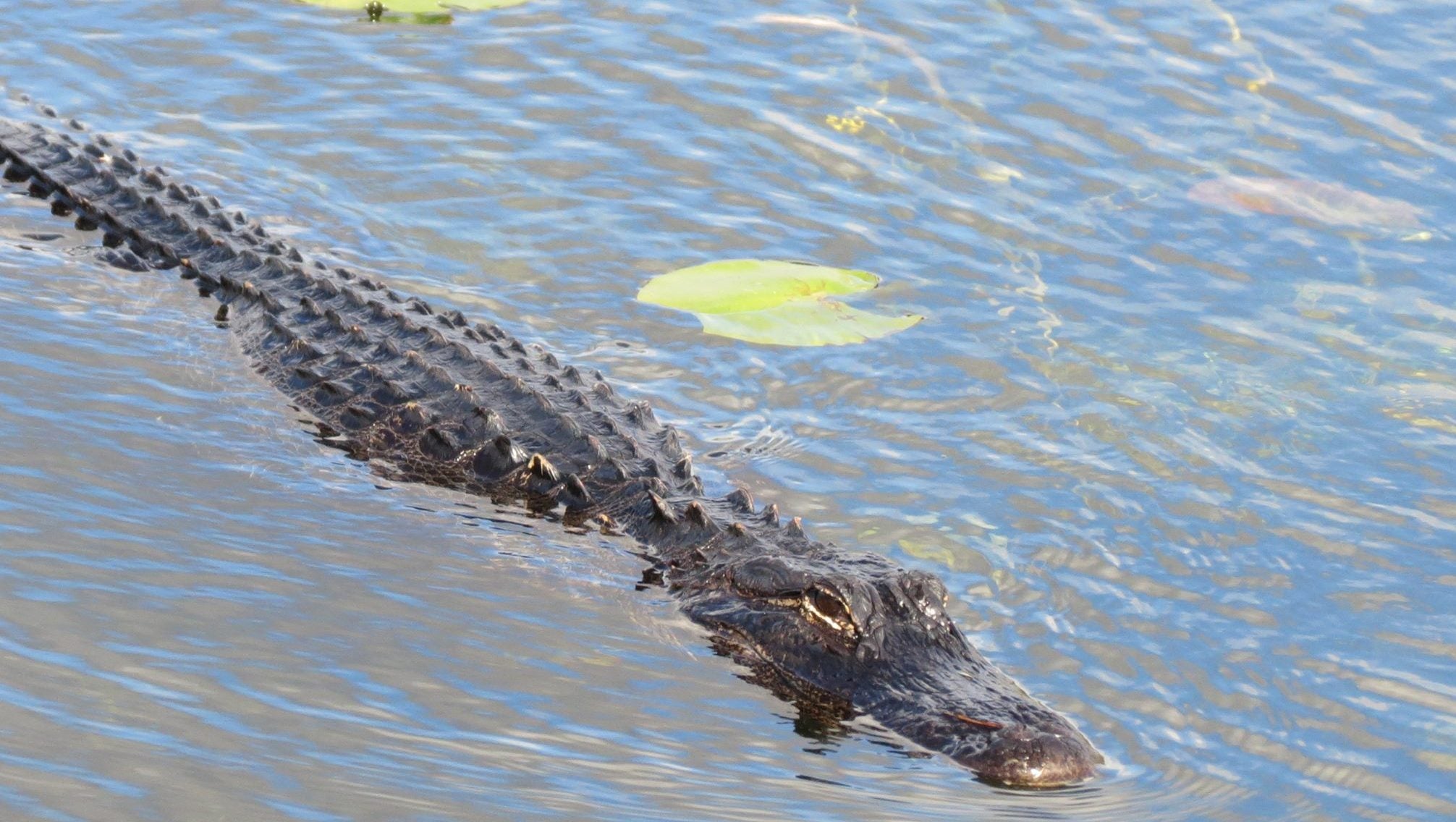 Documenting Florida's Alligator Population: A Filming Perspective In Springs Documenting Florida's Alligator Population: A Filming Perspective In Springs