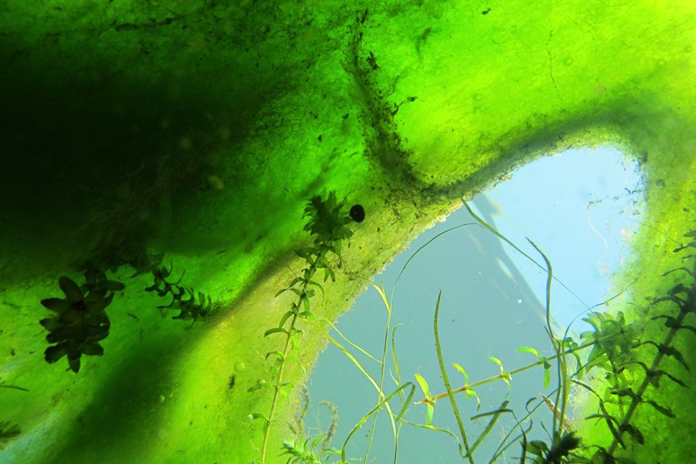 Double Trouble: Harmful Algal Blooms Hit Kodiak Shellfish Harvesting Twice Double Trouble: Harmful Algal Blooms Hit Kodiak Shellfish Harvesting Twice