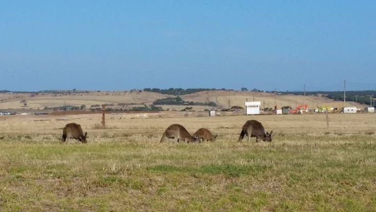 Drought Intensified: The Role Of Kangaroos In South Australia's Farming Crisis Drought Intensified: The Role Of Kangaroos In South Australia's Farming Crisis