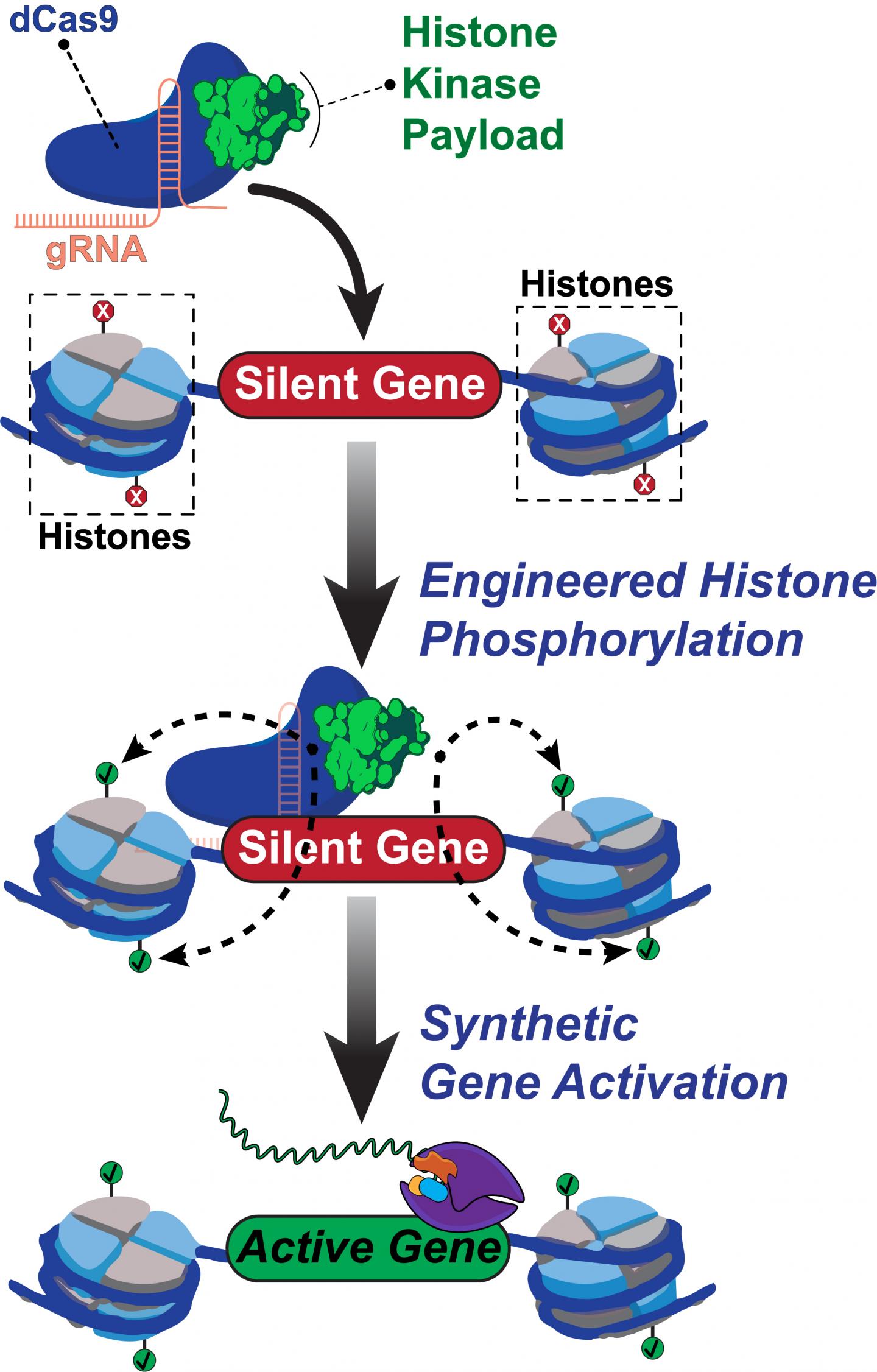 Efficient Whole Gene Delivery To Human DNA Using CRISPR Systems Efficient Whole Gene Delivery To Human DNA Using CRISPR Systems