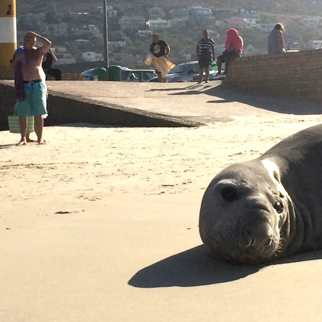 Elephant Seal Spotted In Cape Town Suburb: Traffic Halted Elephant Seal Spotted In Cape Town Suburb: Traffic Halted