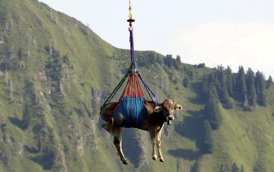 Emergency Airlift: Saving Cows In A Remote Swiss Village Emergency Airlift: Saving Cows In A Remote Swiss Village