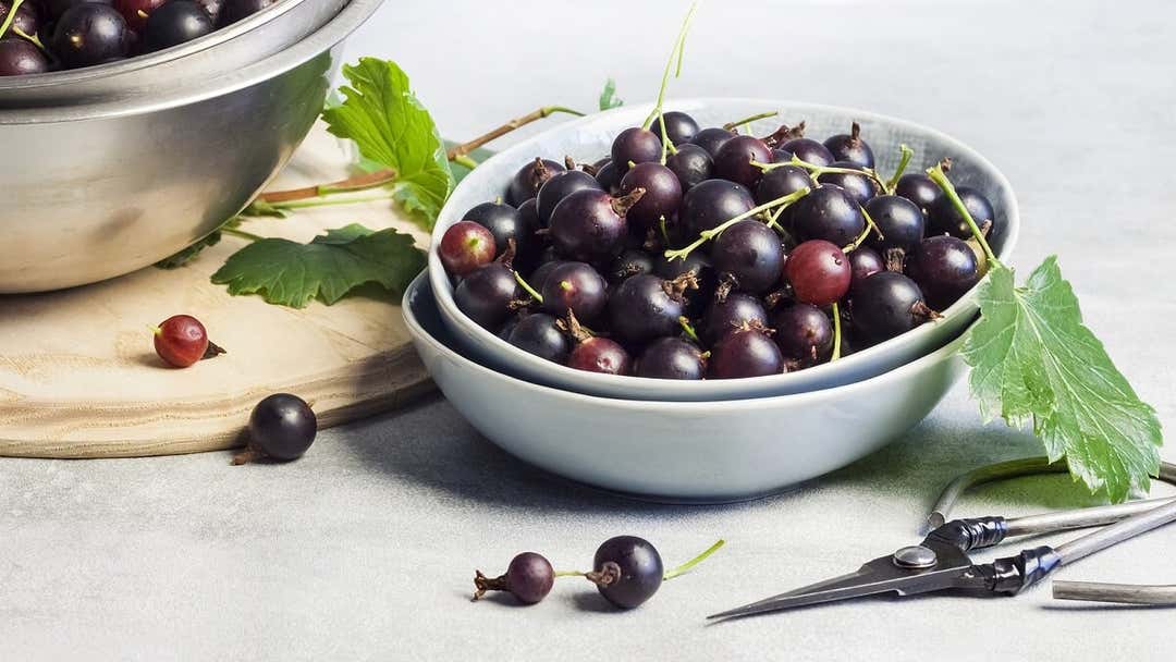 Exploring The Rich Flavors Of Cassis Blackcurrant Liqueurs And Products Exploring The Rich Flavors Of Cassis Blackcurrant Liqueurs And Products