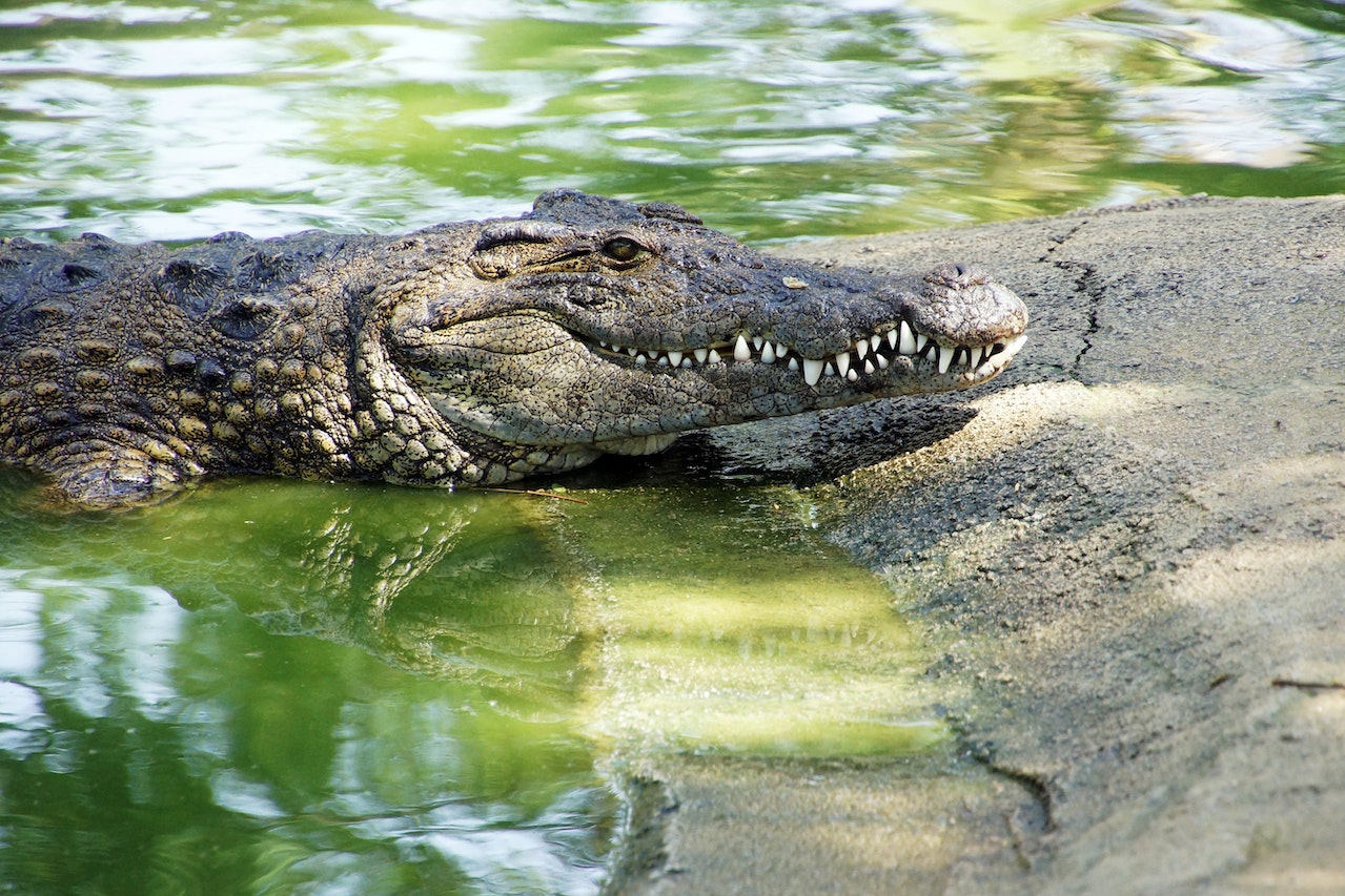 Filming Alligators In Florida Springs: A Guide For Filmmakers Filming Alligators In Florida Springs: A Guide For Filmmakers