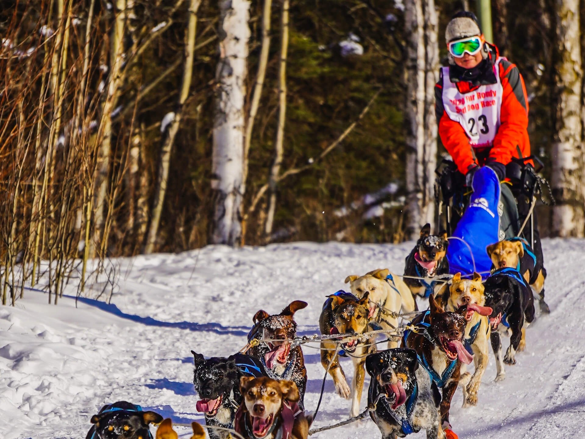 Fur Rondy: Shorter Race, Unwavering Mushers Fur Rondy: Shorter Race, Unwavering Mushers