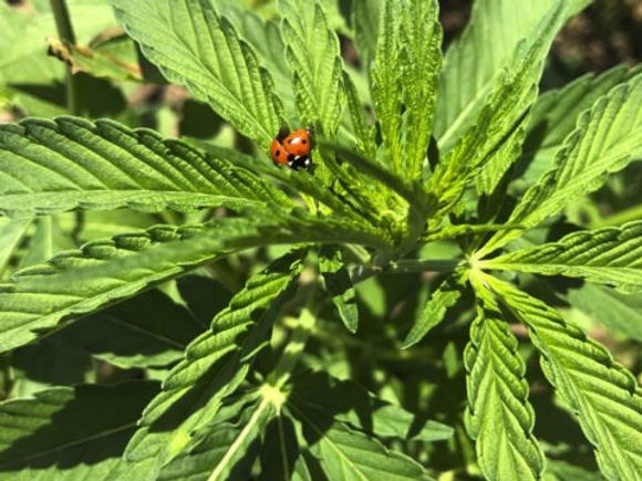 Georgia Hemp Law Updates: What's Legal To Buy Today? Georgia Hemp Law Updates: What's Legal To Buy Today?