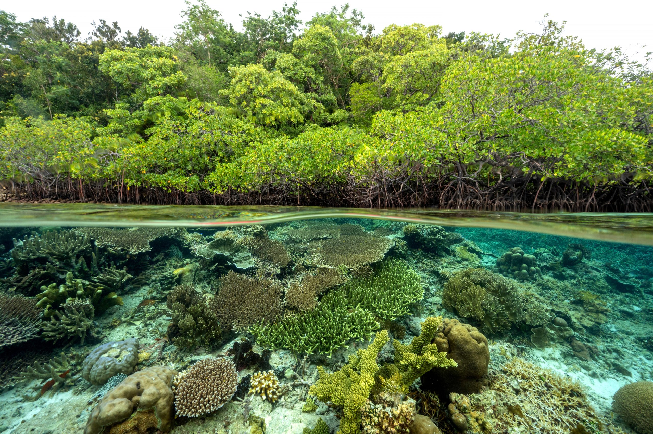 Giant Sea Wall: Solusi Untuk Perlindungan Pesisir, Peran Swasta Di Dalamnya Giant Sea Wall: Solusi Untuk Perlindungan Pesisir, Peran Swasta Di Dalamnya