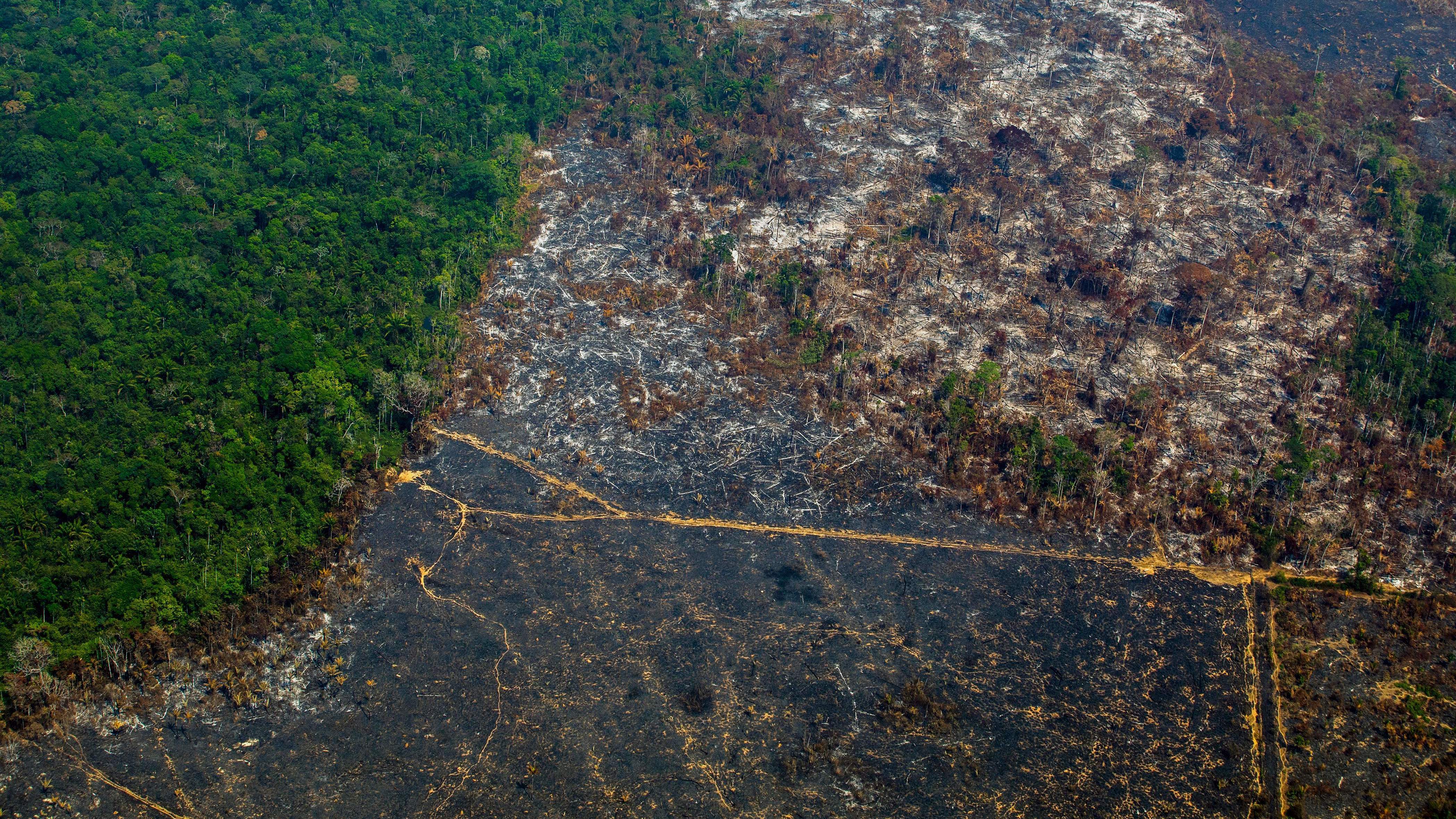 Global Deforestation Surges: Wildfires Exacerbate Environmental Disaster Global Deforestation Surges: Wildfires Exacerbate Environmental Disaster