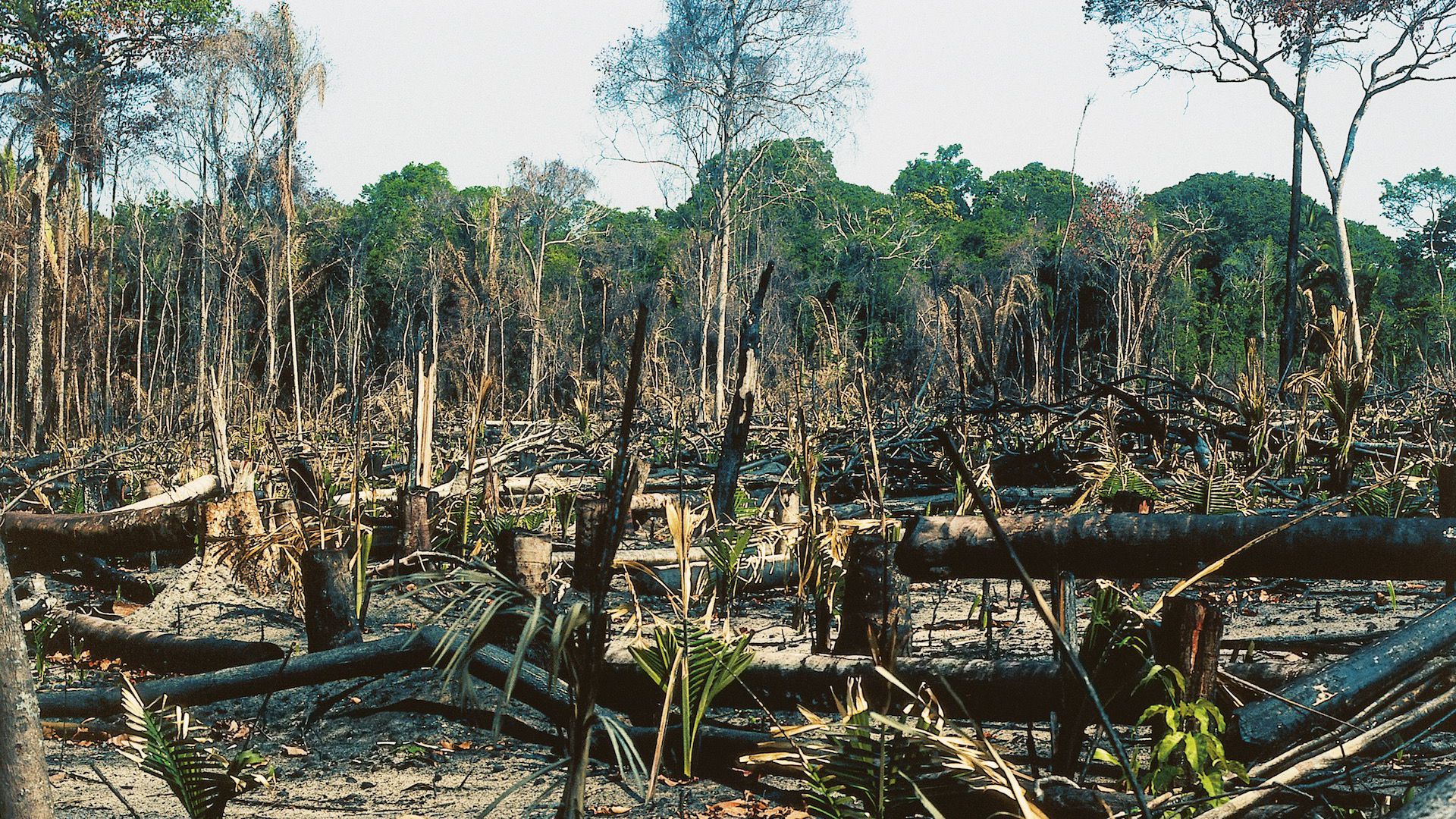 Global Forest Destruction: Wildfires Cause Record Losses Global Forest Destruction: Wildfires Cause Record Losses