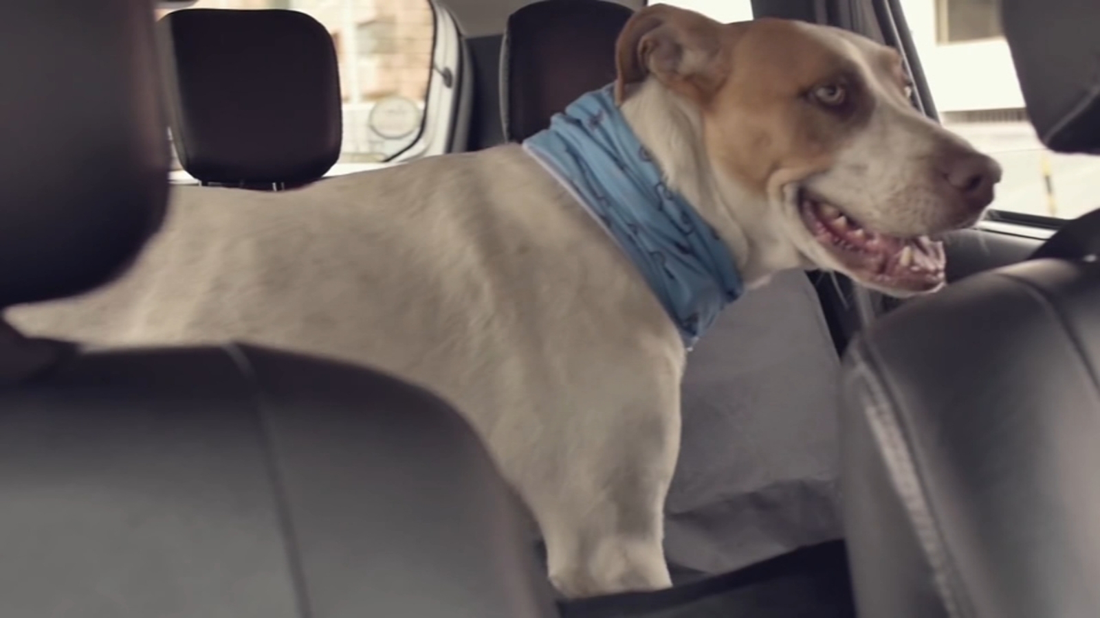 Guide To Traveling With Pets On Uber In Mumbai Guide To Traveling With Pets On Uber In Mumbai