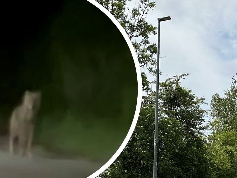 Hard Am Bodensee: Großeinsatzübung Trainiert Katastrophenvorsorge Hard Am Bodensee: Großeinsatzübung Trainiert Katastrophenvorsorge