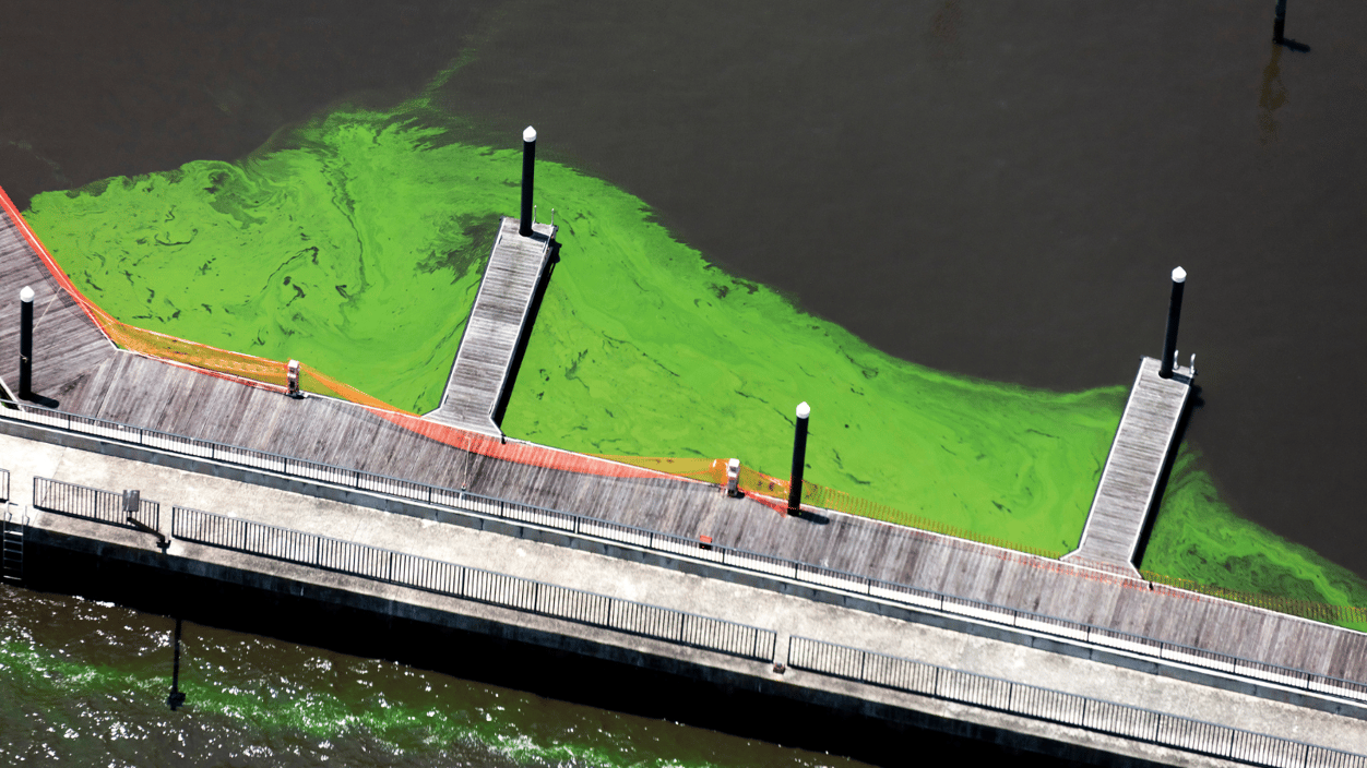 Harmful Algal Bloom Crisis: California's Marine Life At Risk Harmful Algal Bloom Crisis: California's Marine Life At Risk