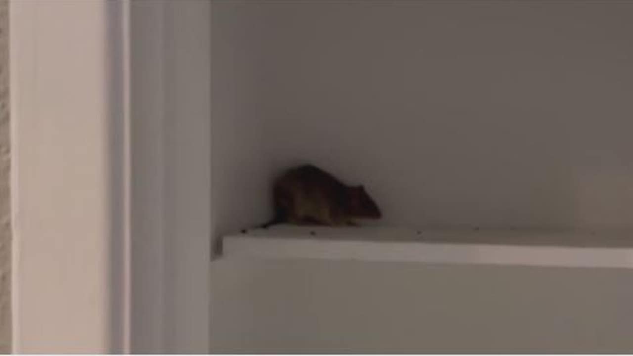 Houston's Rat Infestation: A Public Health And Drug Crisis Houston's Rat Infestation: A Public Health And Drug Crisis