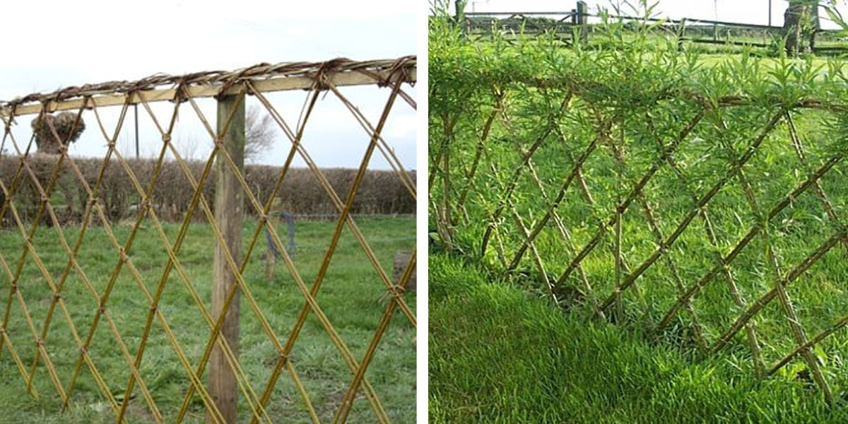 How To Build A Living Fence: A Complete Guide How To Build A Living Fence: A Complete Guide