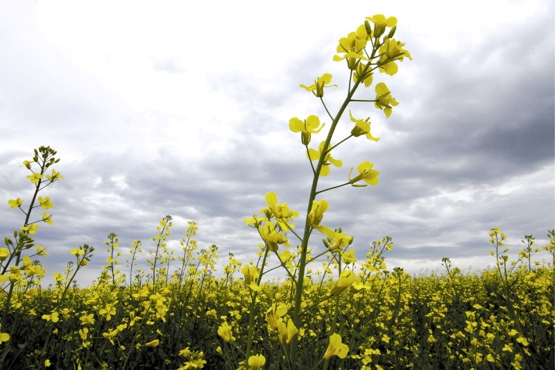Impact Of Canada-China Relations On Canola Imports Impact Of Canada-China Relations On Canola Imports