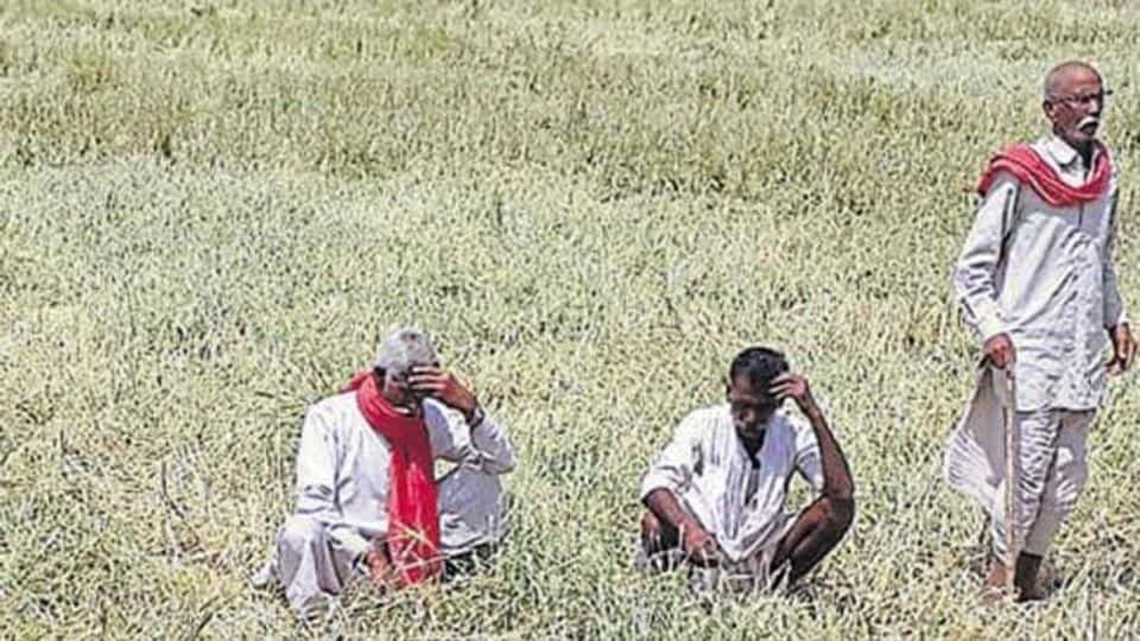 India's Farm Sector To Benefit From Favorable Monsoon Predictions: Ind-Ra Report India's Farm Sector To Benefit From Favorable Monsoon Predictions: Ind-Ra Report