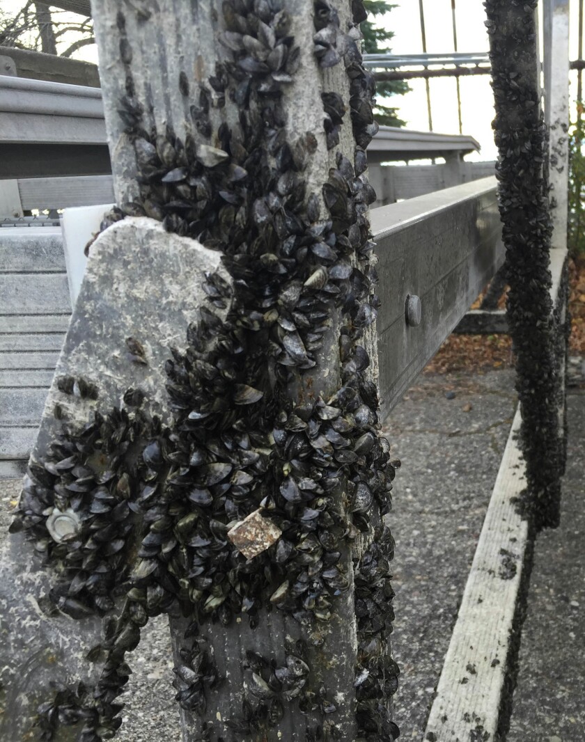 Invasive Zebra Mussels: A Casper Boat Lift Infestation Invasive Zebra Mussels: A Casper Boat Lift Infestation