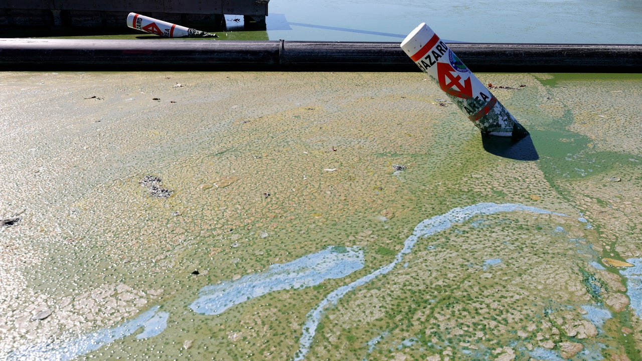 Investigating The Effects Of Toxic Algae Blooms On California's Marine Ecosystem Investigating The Effects Of Toxic Algae Blooms On California's Marine Ecosystem